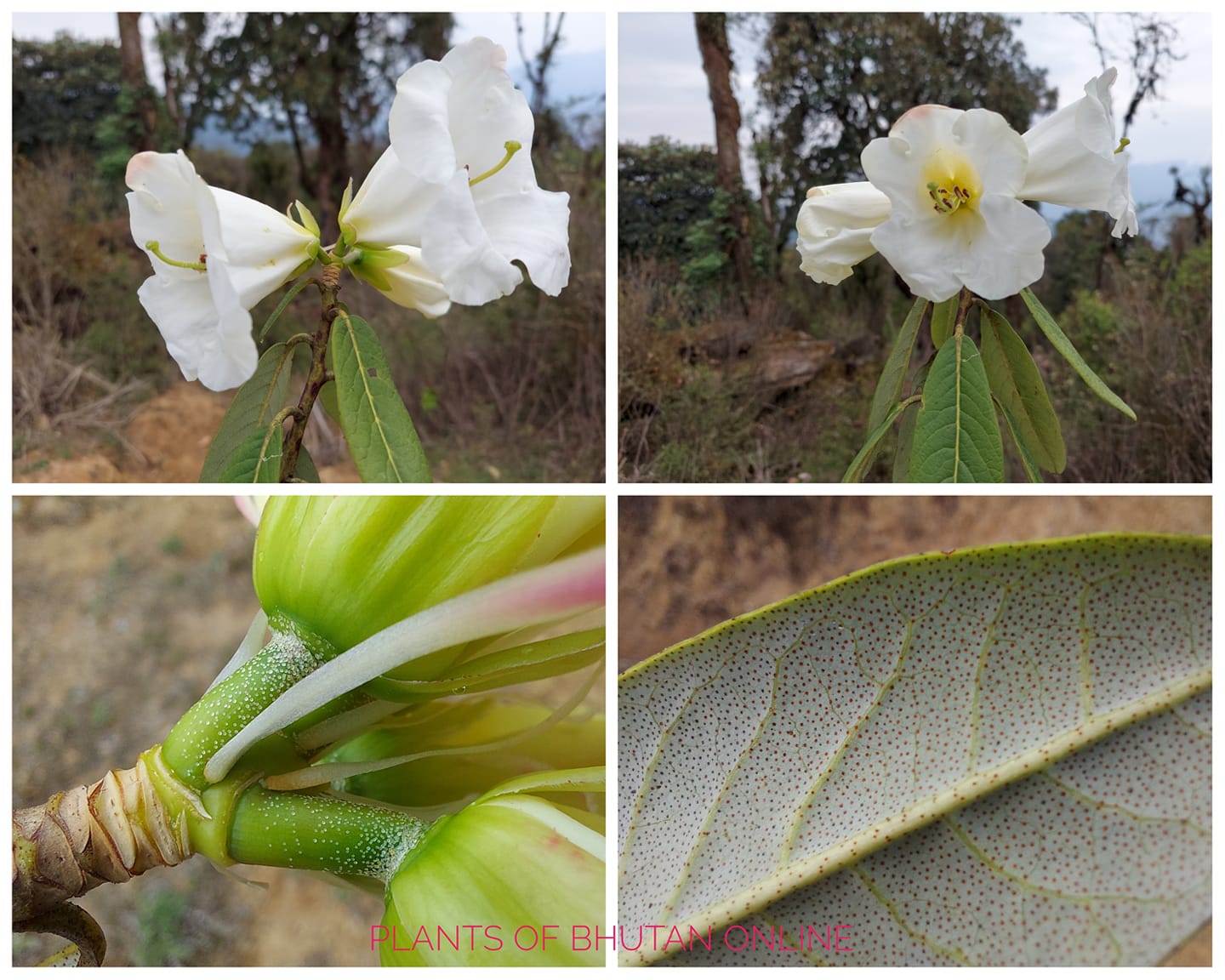 Rhododendron Lindleyi