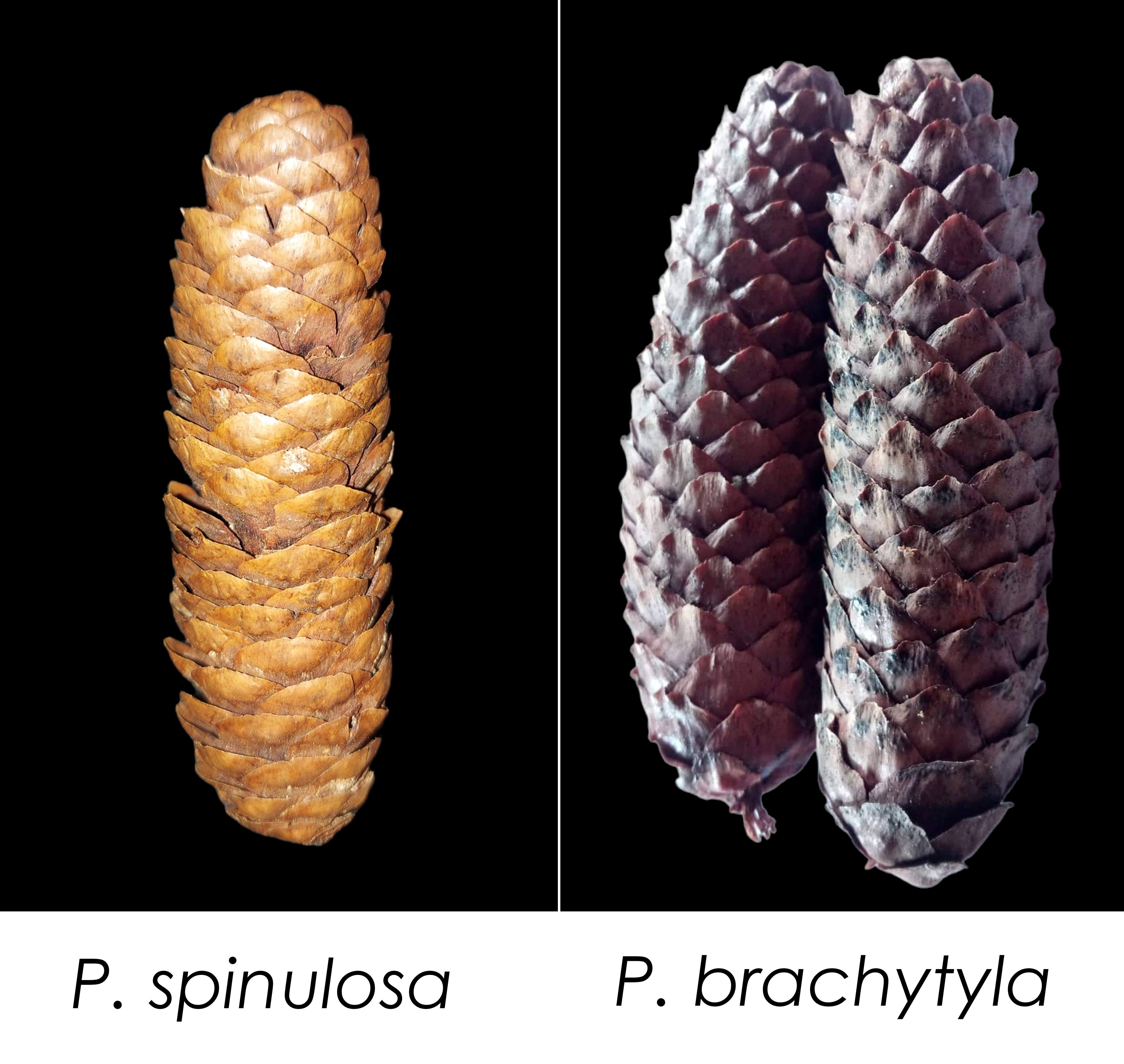Cones of the two species of Picea found in Bhutan